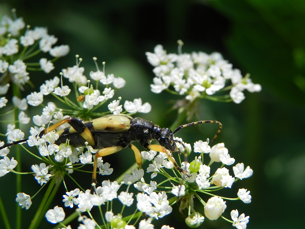 Strangalia plamista (Leptura maculata)