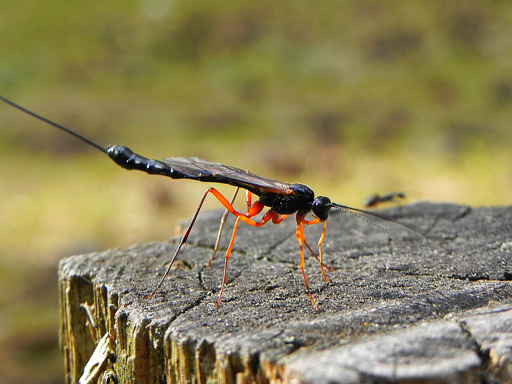 Samica gąsienicznika (Ichneumonidae)
