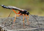 Samica gąsienicznika (Ichneumonidae)