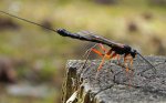 Samica gąsienicznika (Ichneumonidae)