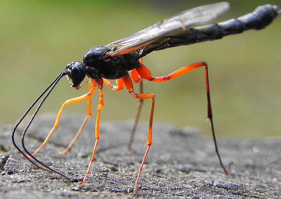 Samica gąsienicznika (Ichneumonidae)
