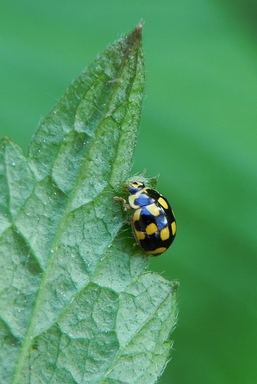 Wrzeciążka, biedronka wrzeciążka (Propylea quatuordecimpunctata)