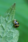 Wrzeciążka, biedronka wrzeciążka (Propylea quatuordecimpunctata)