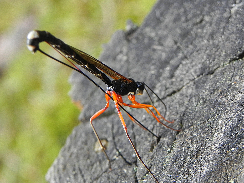 Samica gąsienicznika (Ichneumonidae)