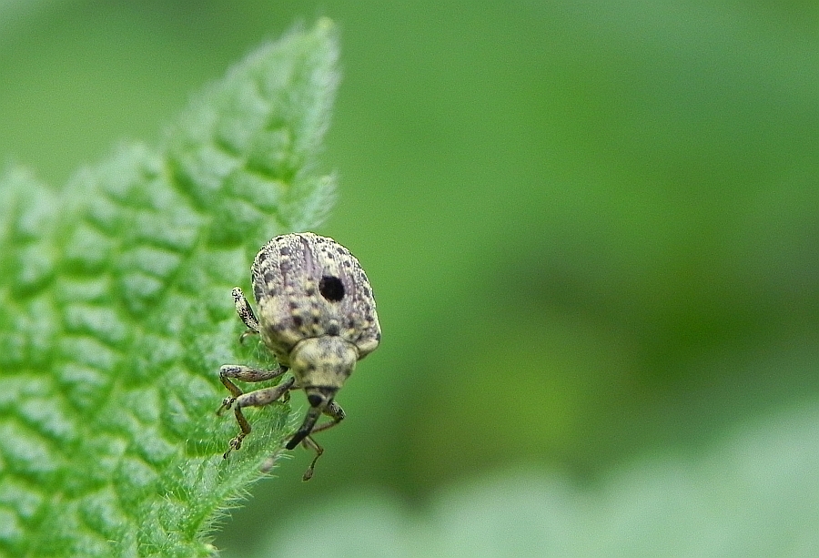 Oskrobek trędownikowiec (Cionus scrophulariae)