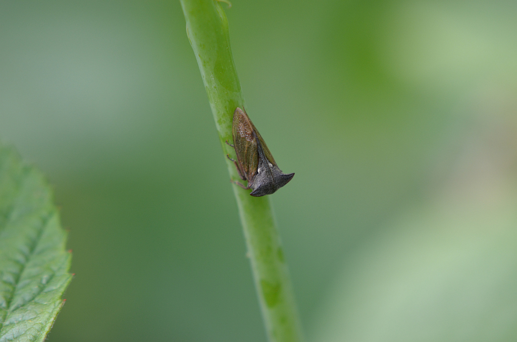 Zgarb rogaty (Centrotus cornutus)