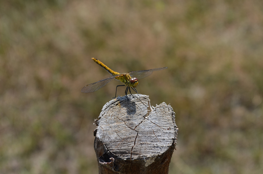 Szablak przypłaszczony (Sympetrum depressiusculum)