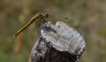 Szablak przypłaszczony (Sympetrum depressiusculum)