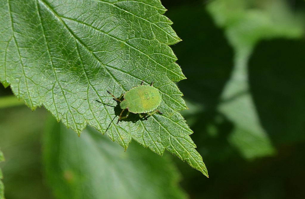 Odorek zieleniak (Palomena prasina)