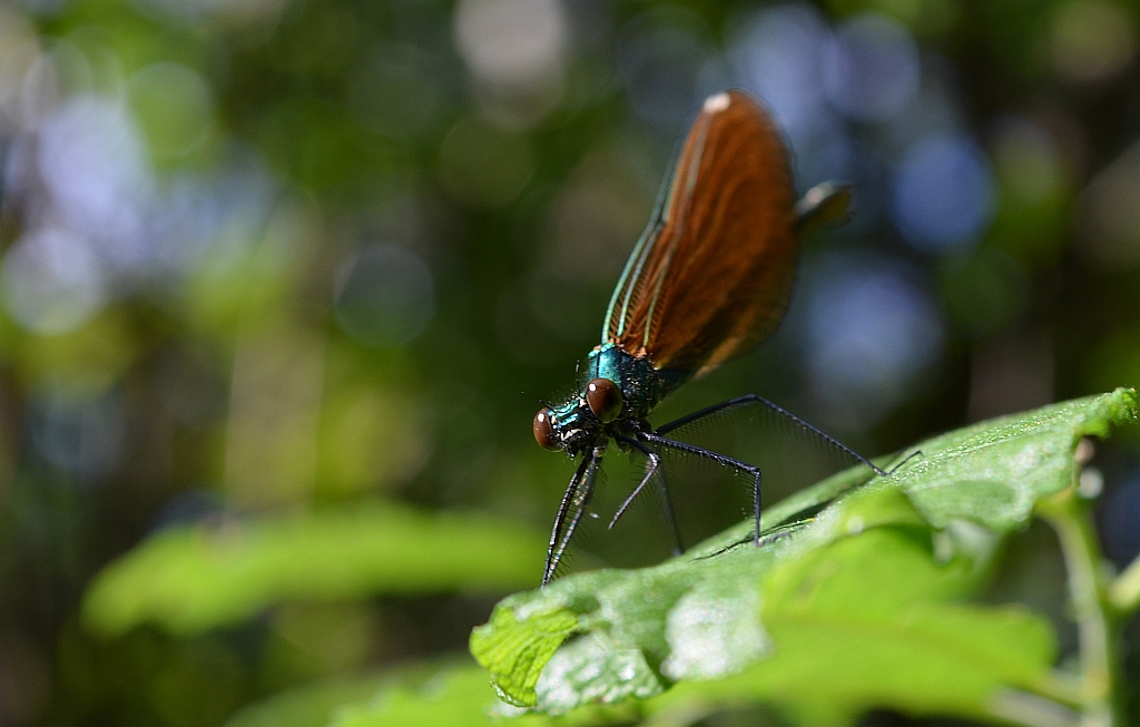 Świtezianka dziewica, świtezianka modra (Calopteryx virgo)