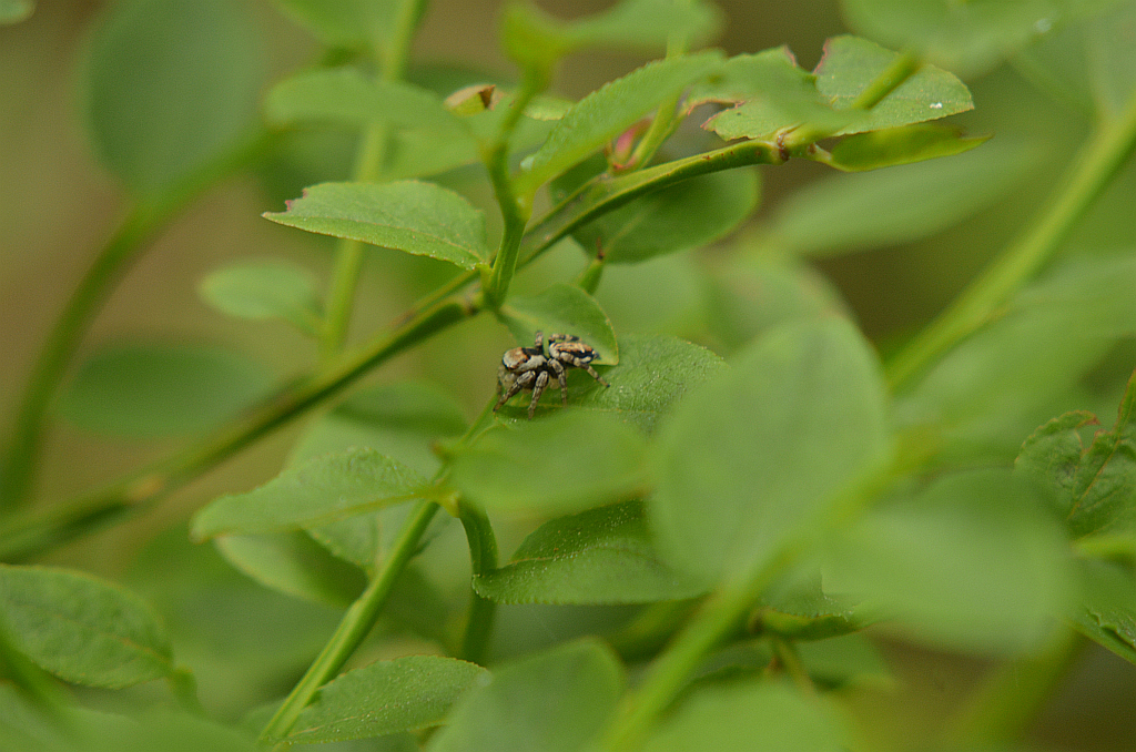 Pyrgun nakrzewny (Evarcha falcata)