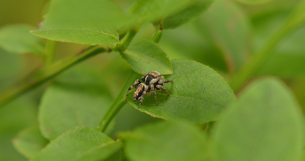 Pyrgun nakrzewny (Evarcha falcata)