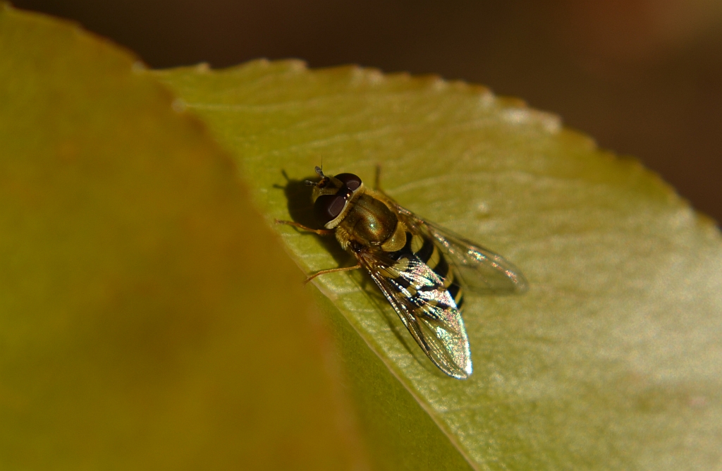 Bzyg pospolity (Syrphus ribesii)