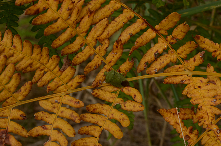 Odorek zieleniak (Palomena prasina)