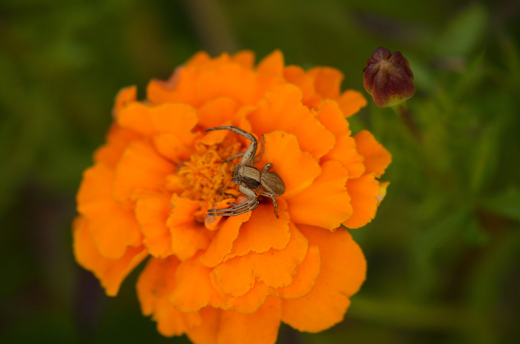 Bokochód (Xysticus sp.)