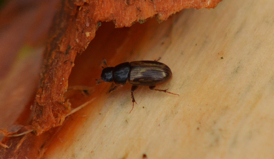 Aphodius erraticus