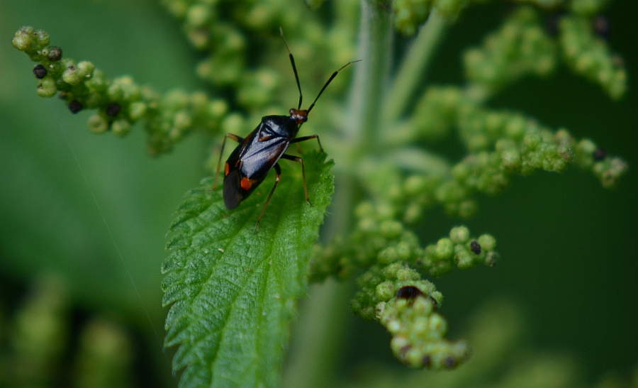 Błyszczek elegancik (Deraeocoris ruber)