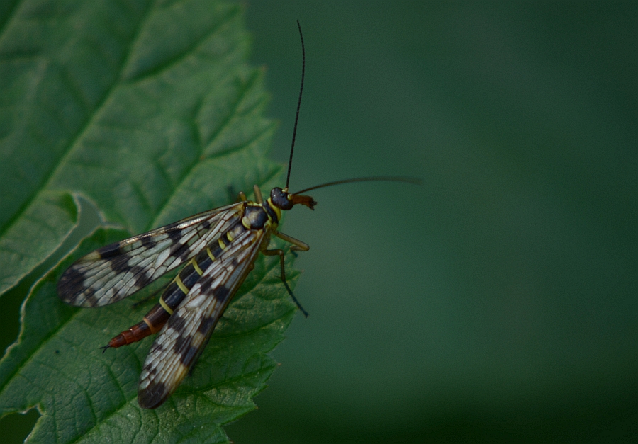 Wojsiłka pospolita (Panorpa communis)