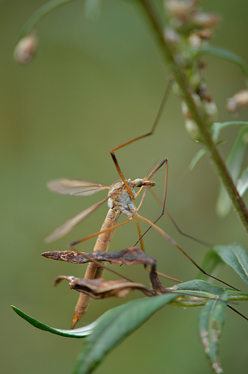 Koziułka warzywna, komarnica warzywna, koziułkowiec (Tipula oleracea)