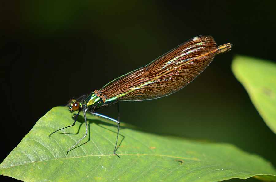 Świtezianka dziewica, świtezianka modra (Calopteryx virgo)
