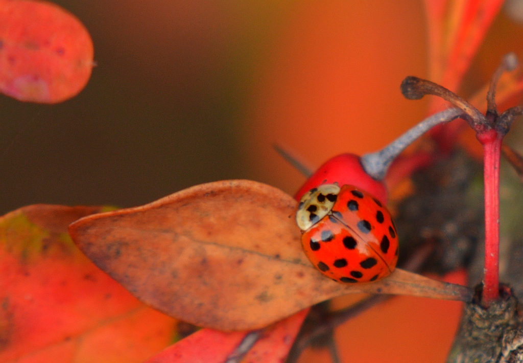 Biedronka azjatka (Harmonia Axyridis)