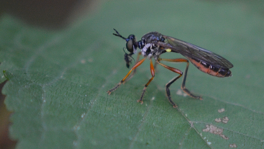 Pędźka (Dioctria hyalipennis)