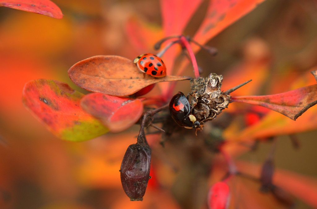 Biedronka azjatka (Harmonia Axyridis)