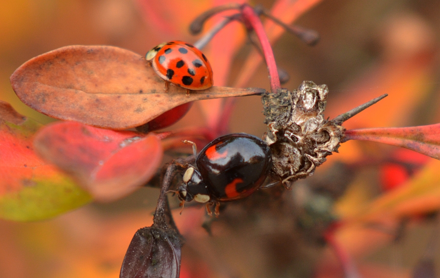 Biedronka azjatka (Harmonia Axyridis)
