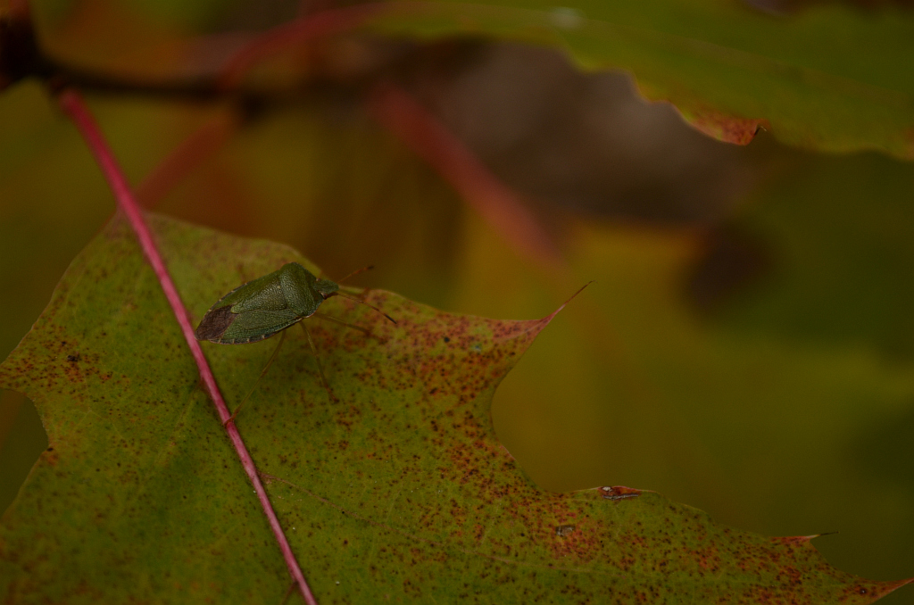 Odorek zieleniak (Palomena prasina)