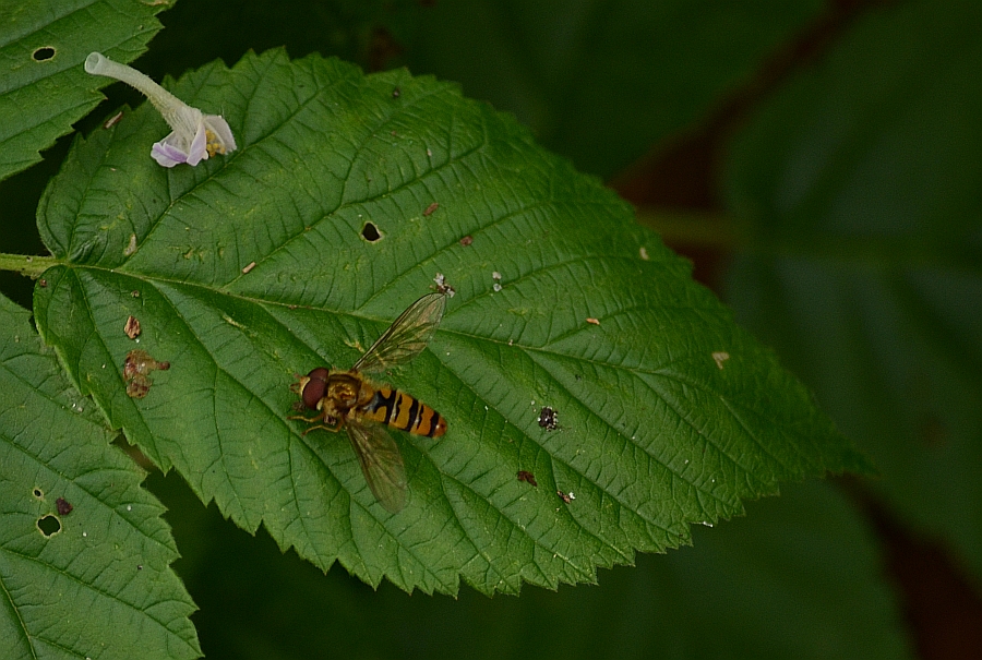 Bzyg prążkowany (Episyrphus balteatus)