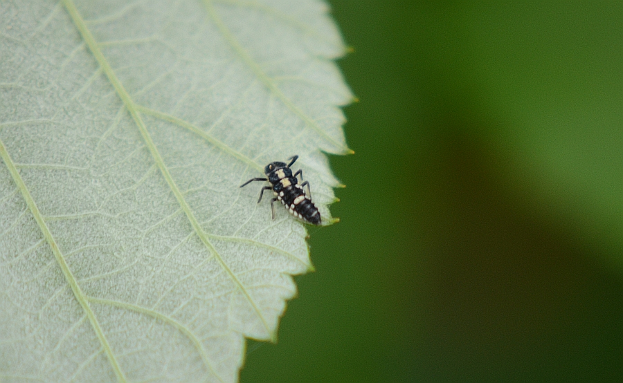 Wrzeciążka, biedronka wrzeciążka (Propylea quatuordecimpunctata)