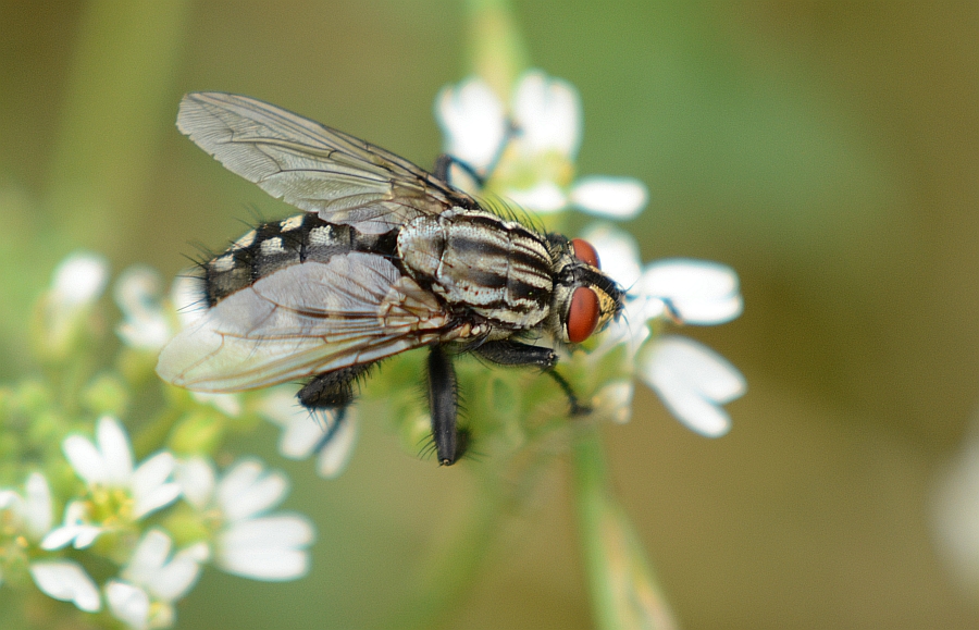 Ścierwica mięsówka (Sarcophaga carnaria)