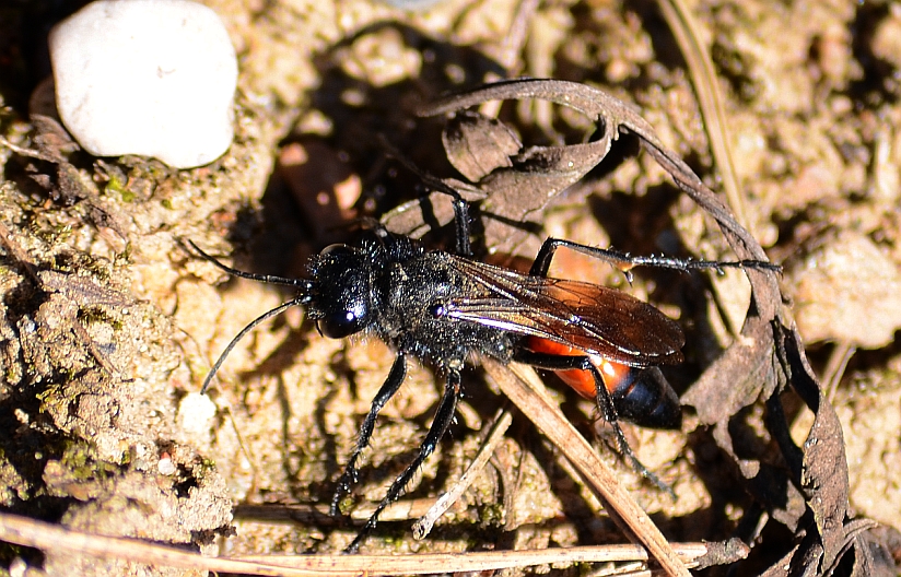Wytrzeszczka tarczówkowa (Astata boops)