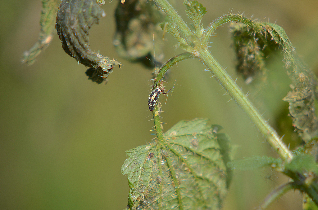 Gielas czternastokropek (Calvia quatuordecimguttata)
