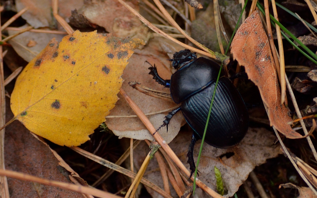 Żuk gnojowy (Geotrupes stercorarius)