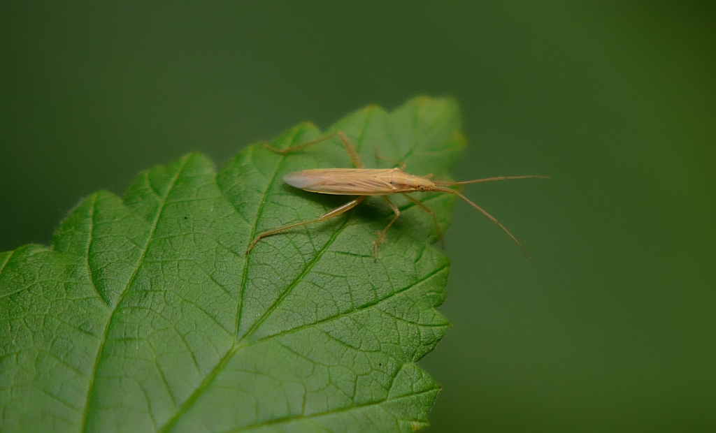 Mściel natrawny (Notostira elongata)