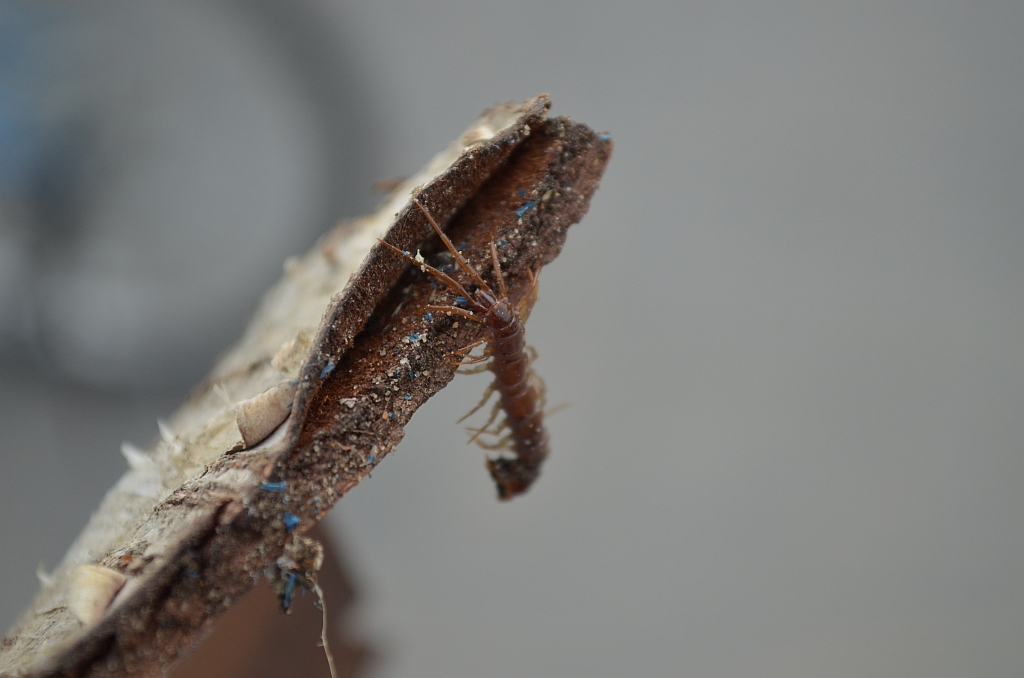 Drewniak widełkowiec, wij drewniak (Lithobius forficatus)