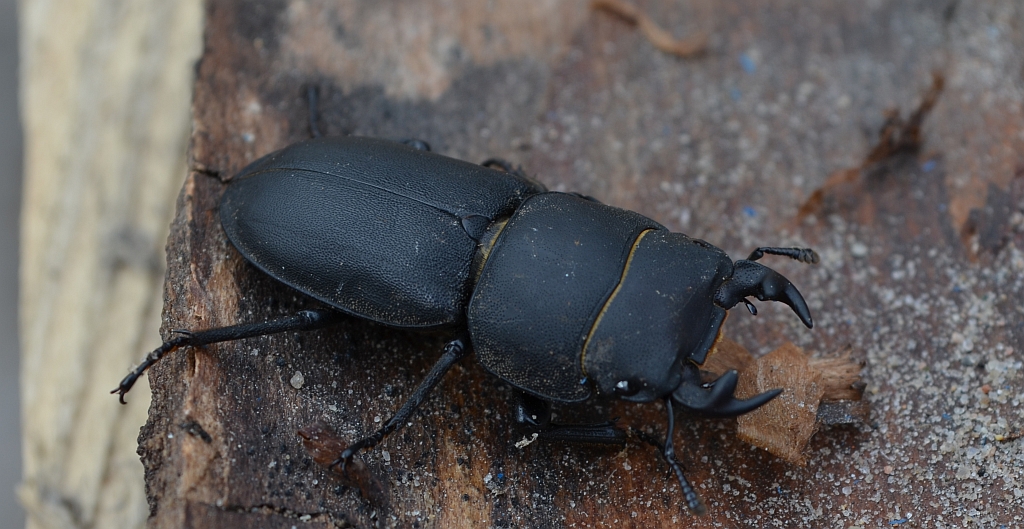 Ciołek matowy (Dorcus parallelipipedus)