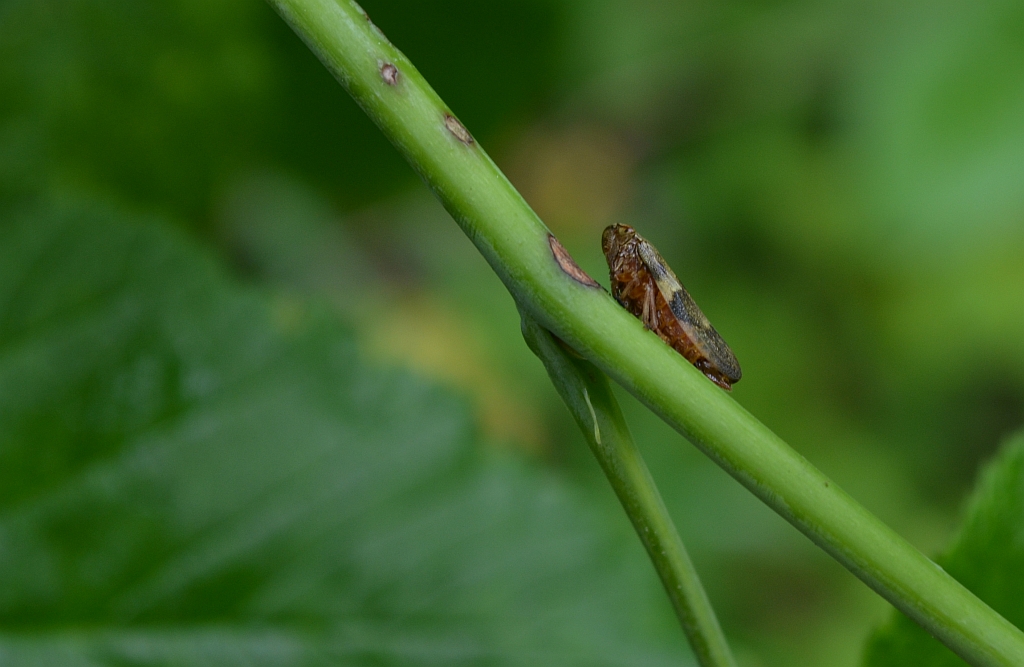 Pienik ślinianka (Philaenus spumarius)