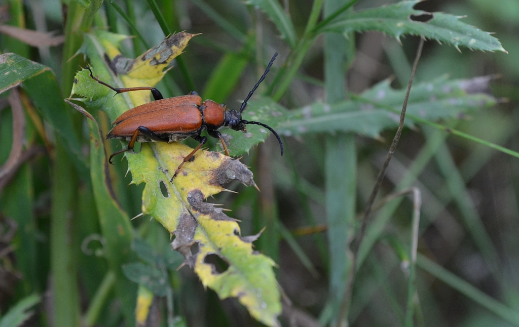 Zmorsznik czerwony (Stictoleptura rubra)