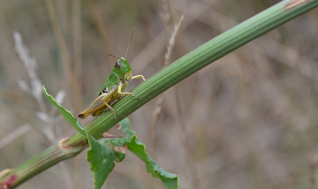 Konik wąsacz, konik łąkowy (Chorthippus parallelus)
