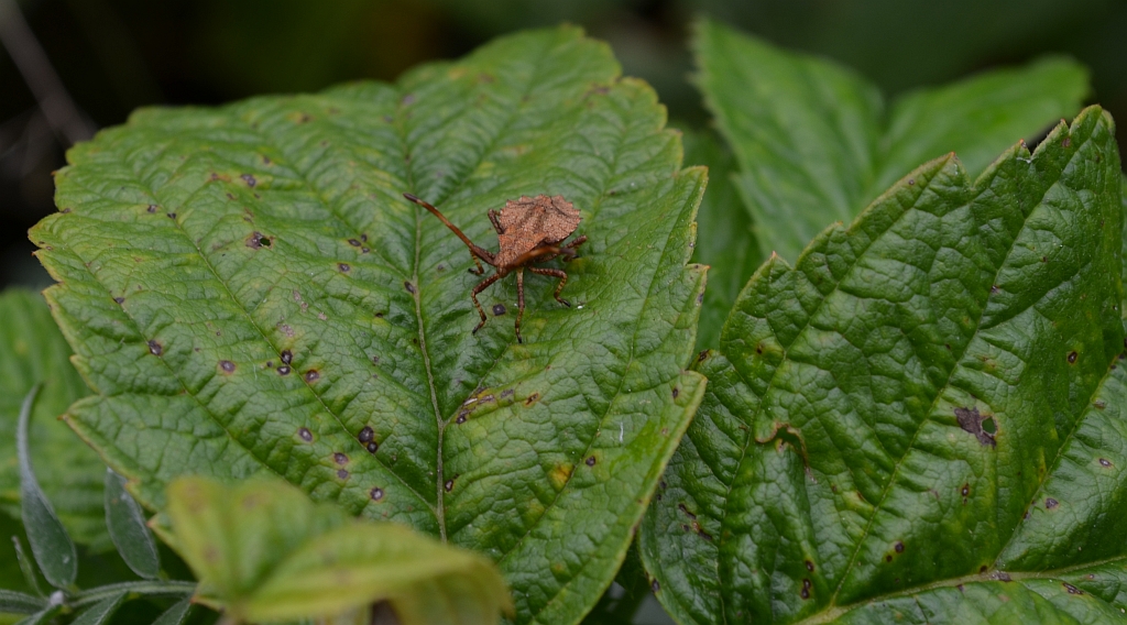 Wtyk straszyk (Coreus marginatus)