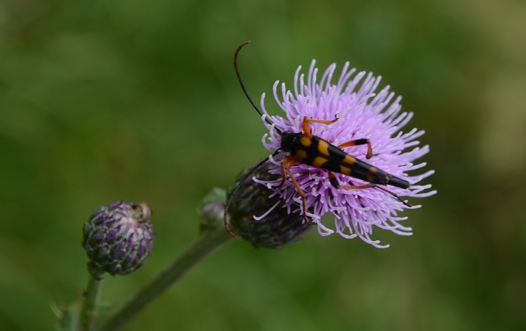 Strangalia plamista (Rutpela maculata)
