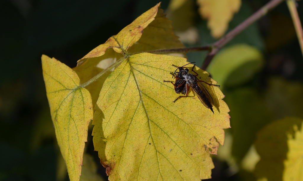 Łowiec czarniawy (Machimus atricapillus)