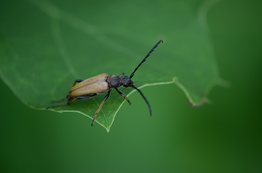 Zmorsznik czerwony (Corymbia rubra)
