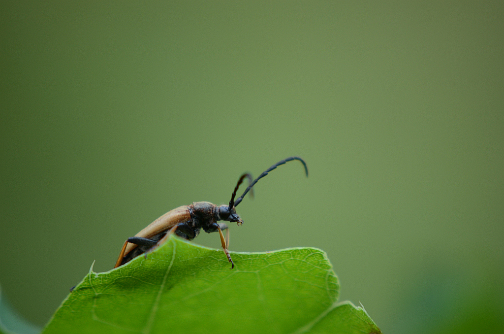 Zmorsznik czerwony (Corymbia rubra)