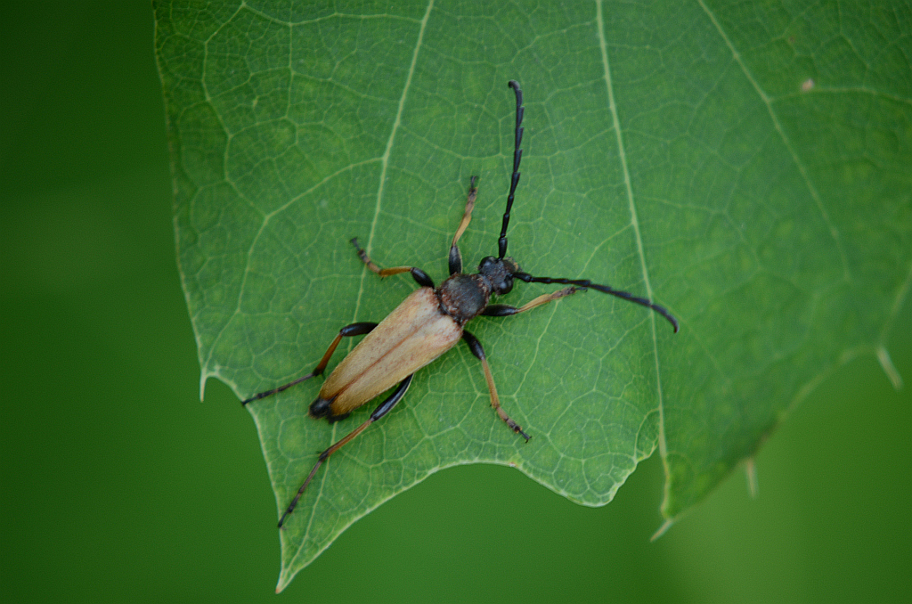 Zmorsznik czerwony (Corymbia rubra)