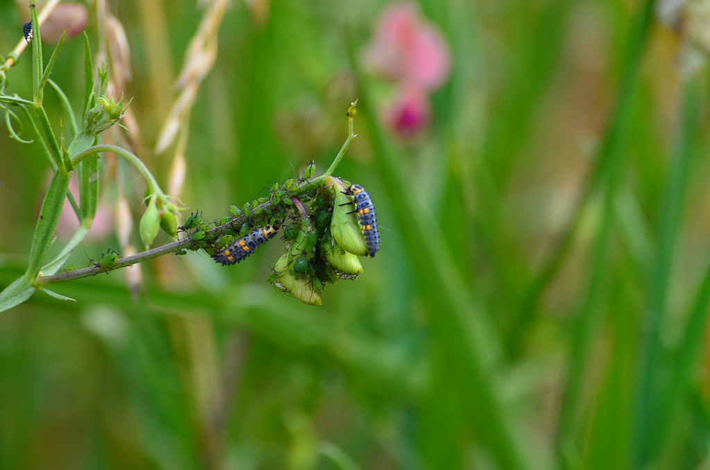 Biedronka siedmiokropka (Coccinella septempunctata)