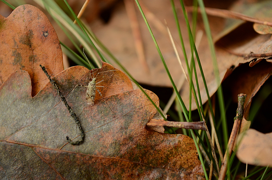 Pośpiesznik lipowy (Phytocoris tiliae)