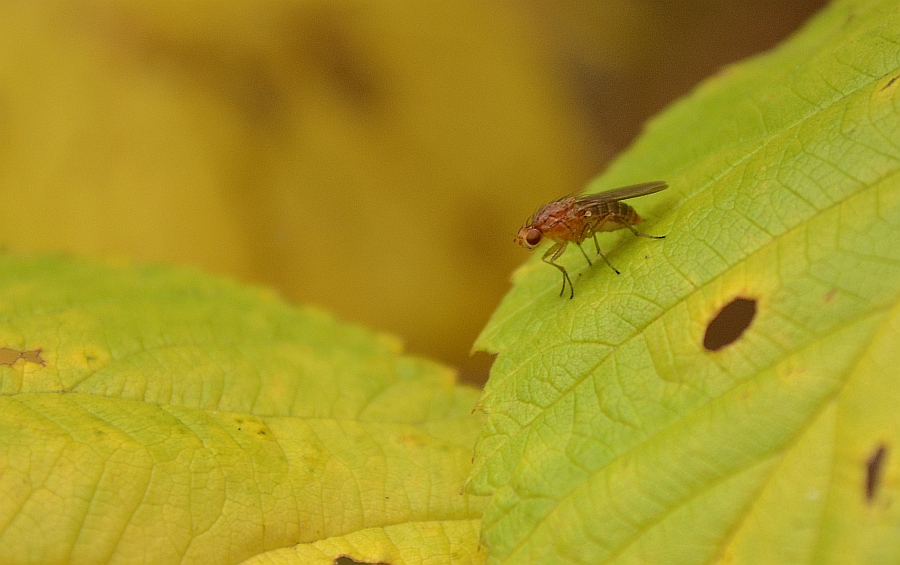 Wywilżna karłowata (Drosophila melanogaster) lub Dryomyza flaveola